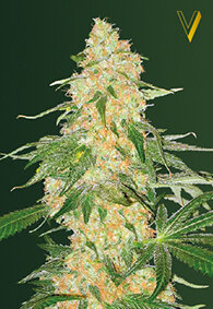 Victory Seeds Super Extra Skunk / Fem / 5er