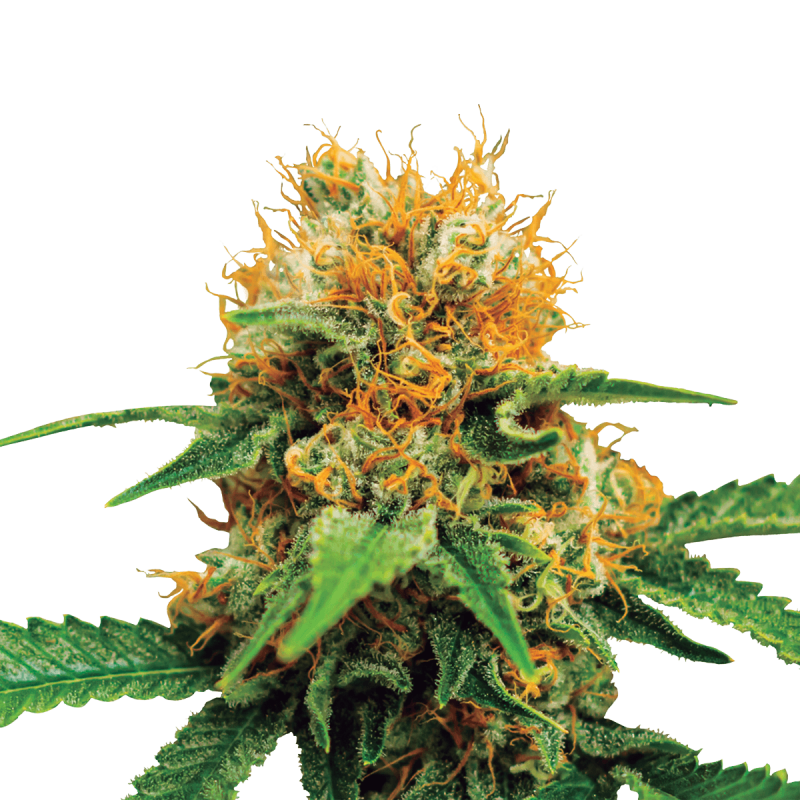 Royal Queen Dosidos - Auto - 3er