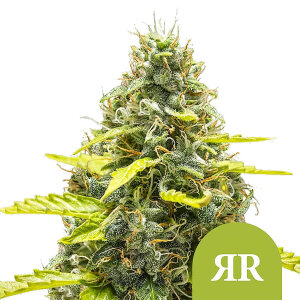 Royal Queen Royal Runtz | Automatik | 3 Samen