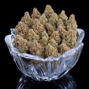 BGS Rosetta Stone Feminisiert 3er