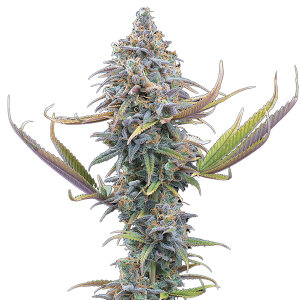 BGS Apollo Feminisiert 3er