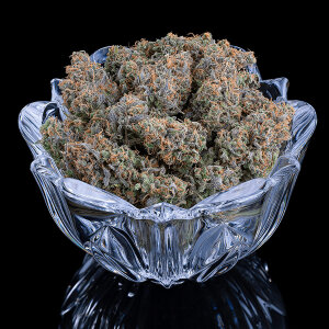 BGS Apollo Feminisiert 3er