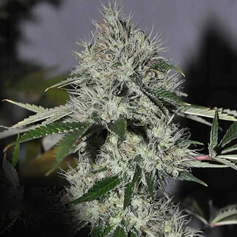 TCC Chem 4 OG Fem. 6er