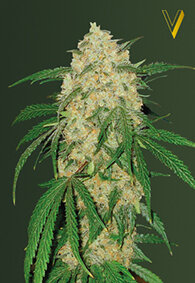 Victory Seeds Bubblegum+ Pro / Fem / 5er