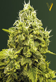 Victory Seeds Jack Hammer / Fem / 10er