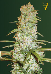 Victory Seeds Red Russian XXL / Fem / 10er