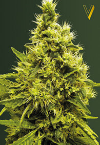 Victory Seeds White Widow / Fem / 10er