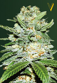 Victory Seeds Jack Hammer / Auto / 10er