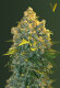 Victory Seeds Chronic Monster XXL / Auto / 3er