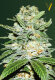 Victory Seeds Jack Hammer / Auto / 3er