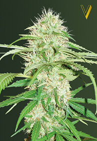 Victory Seeds Super Mazar / Auto / 3er