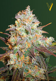 Victory Seeds Chocodope / Fem / 3er