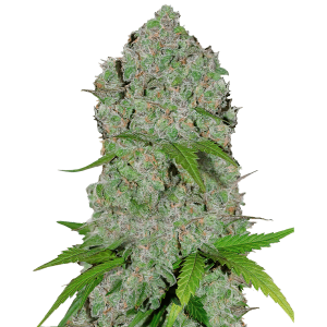 Fast Buds Orange Sherbet | Automatik | 10 Samen