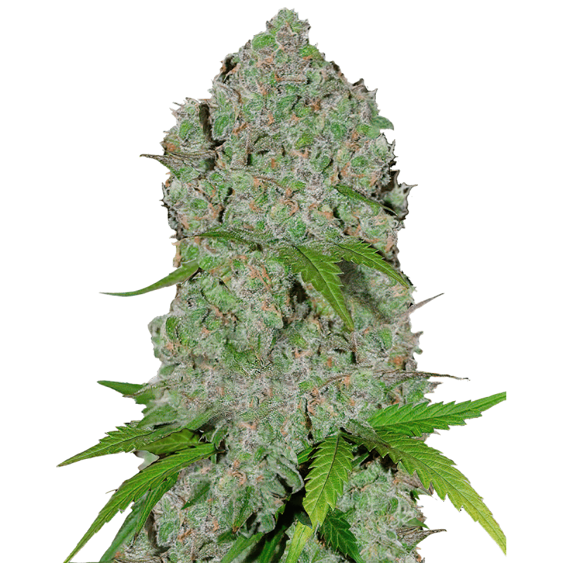 Fast Buds Orange Sherbet | Automatik | 5 Samen