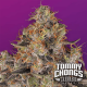 Paradise Seeds Blue Kush Berry - Chongs Choice - Fem - 10er