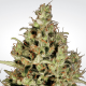 Paradise Seeds Delahaze - Fem - 10er