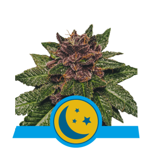 Royal Queen Purplematic CBD | Automatik | 5 Samen