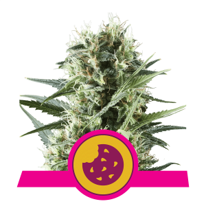 Royal Queen Royal Cookies | Feminisiert | 5 Samen