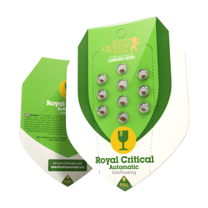 Royal Queen Royal Critical | Automatik | 3 Samen