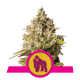 Royal Queen Royal Gorilla | Feminisiert | 3 Samen
