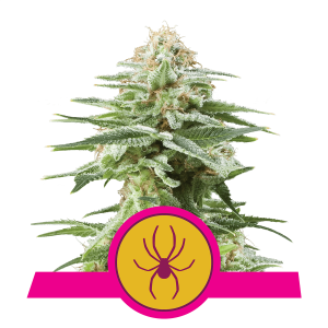Royal Queen White Widow | Feminisiert | 3 Samen